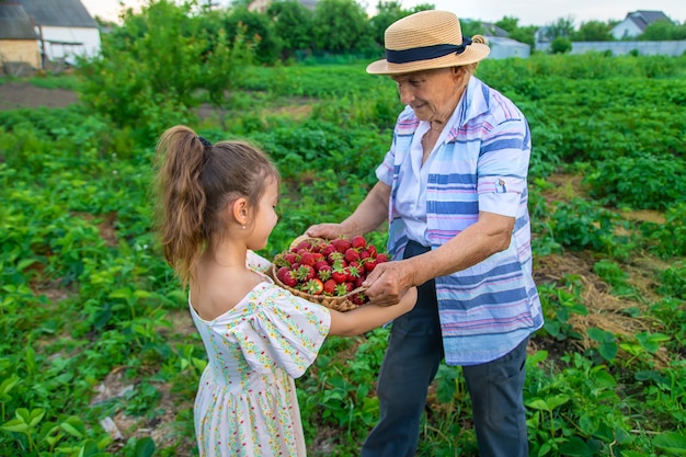 Il bambino e la nonna raccolgono fragole in giardino. Ragazzo.