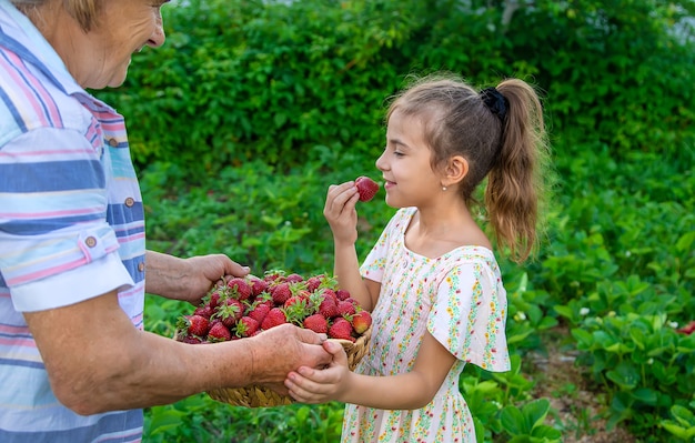 Il bambino e la nonna raccolgono fragole in giardino. Ragazzo.