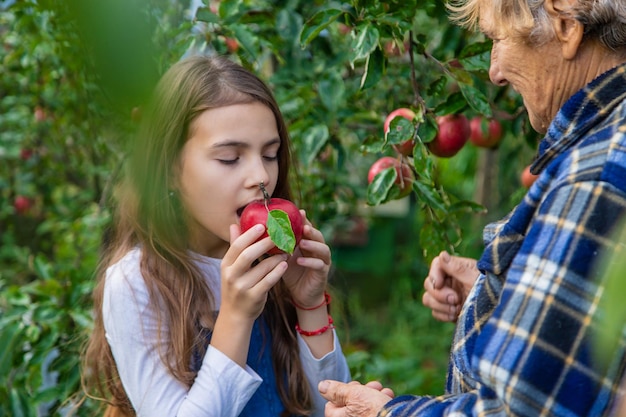 Il bambino e la nonna raccolgono le mele in giardino Messa a fuoco selettiva