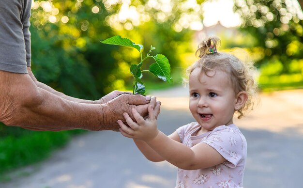 Il bambino e la nonna stanno piantando un albero Messa a fuoco selettiva