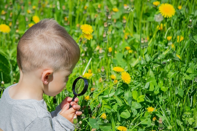 Il bambino esamina il fiore in una lente d'ingrandimento. Natura. Messa a fuoco selettiva