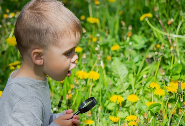 Il bambino esamina il fiore in una lente d'ingrandimento. Natura. Messa a fuoco selettiva