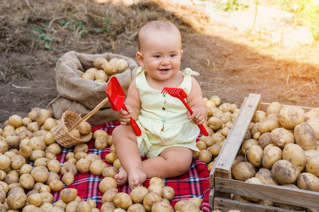 Il bambino gioca con una pala giocattolo e rastrello tra le patate appena raccolte. Un neonato felice in una famiglia di contadini