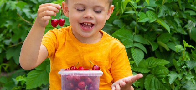 Il bambino mangia le ciliegie in giardino