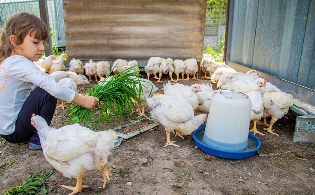 Il bambino nel pollaio nutre le galline. Messa a fuoco selettiva.