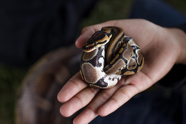 Il bambino pitone reale Python regius chiamato anche il pitone palla sdraiato contorto su una mano umana