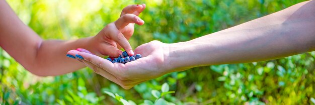 Il bambino prende i mirtilli con la mano nella foresta primo piano delle mani di un adulto e di un bambino con...