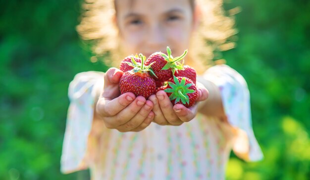 Il bambino raccoglie le fragole in giardino. Natura.