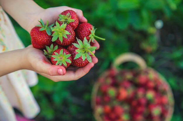 Il bambino raccoglie le fragole in giardino. Natura.