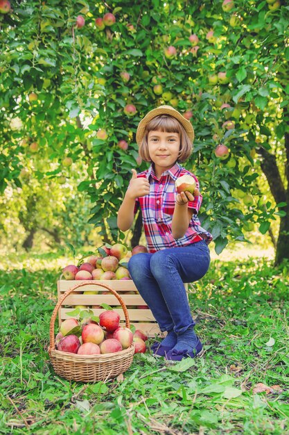 Il bambino raccoglie le mele nel giardino nel giardino.