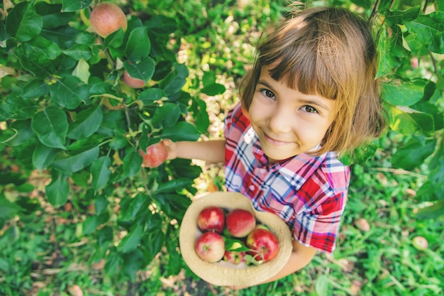 Il bambino raccoglie le mele nel giardino nel giardino