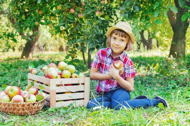 Il bambino raccoglie le mele nel giardino nel giardino