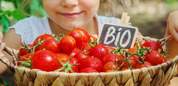 Il bambino raccoglie un raccolto di pomodori fatti in casa. messa a fuoco selettiva.