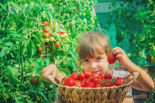 Il bambino raccoglie un raccolto di pomodori.
