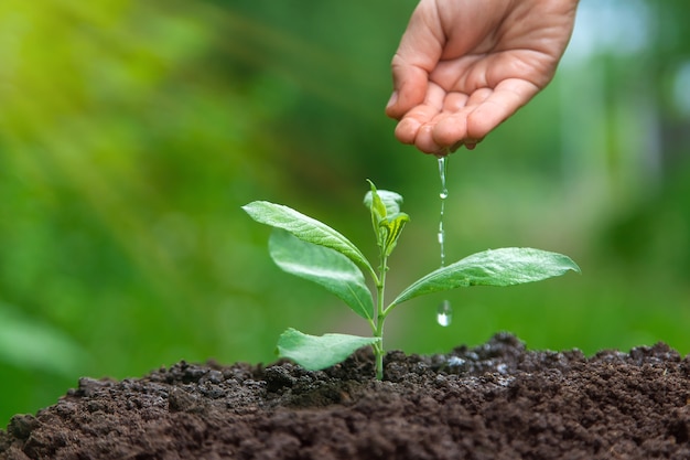 Il bambino sta innaffiando la pianta in giardino