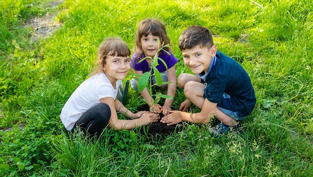 Il bambino sta piantando un albero insieme. Messa a fuoco selettiva.