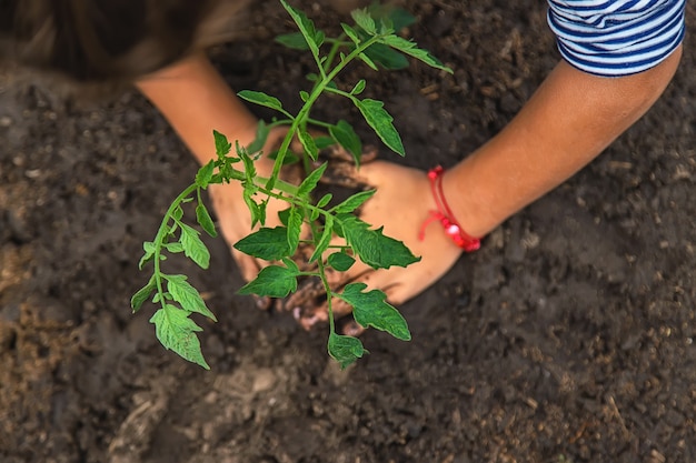 Il bambino sta piantando una pianta in giardino. Messa a fuoco selettiva. Natura.