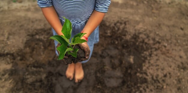 Il bambino sta piantando una pianta in giardino. Messa a fuoco selettiva. Natura.