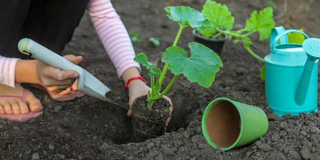 Il bambino sta piantando una pianta in giardino Messa a fuoco selettiva