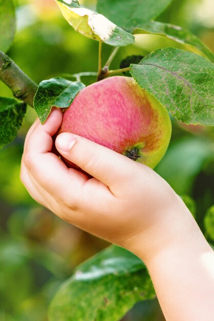 Il bambino sta raccogliendo la mela rossa dal ramo di un albero.