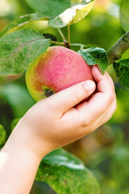 Il bambino sta raccogliendo la mela rossa dal ramo di un albero.