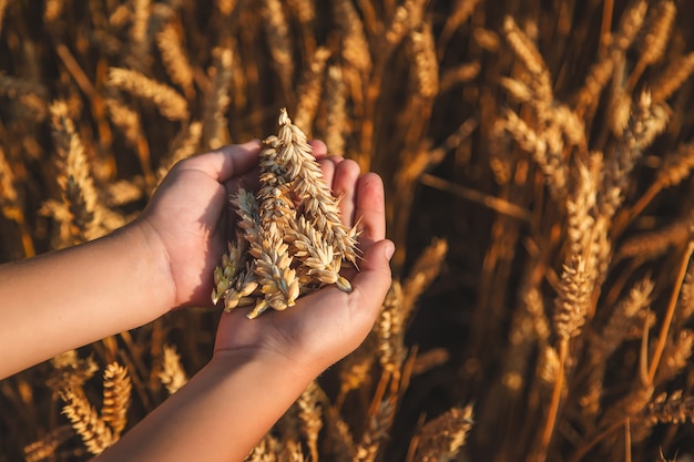 Il bambino tiene in mano delle spighe di grano. Messa a fuoco selettiva.