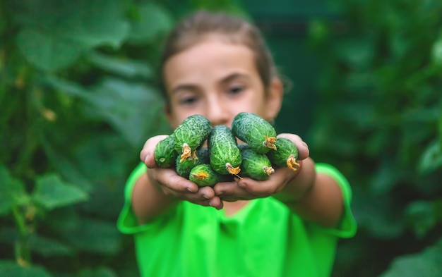 Il bambino tiene in mano il raccolto di cetrioli