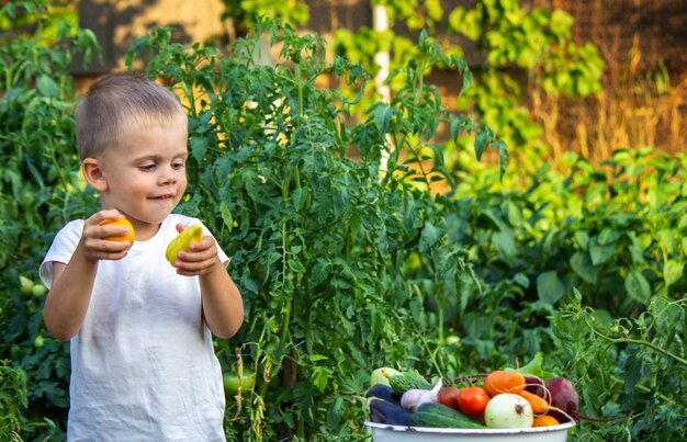 Il bambino tiene in mano le verdure informative. Verdure in una ciotola in fattoria. Prodotto biologico dell'azienda agricola. Messa a fuoco selettiva. Natura