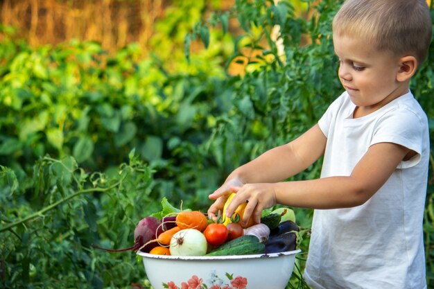 Il bambino tiene in mano le verdure informative. Verdure in una ciotola in fattoria. Prodotto biologico dell'azienda agricola. Messa a fuoco selettiva. Natura