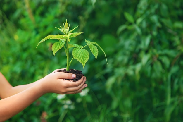 Il bambino tiene in mano un germoglio di una pianta. Messa a fuoco selettiva. Natura.