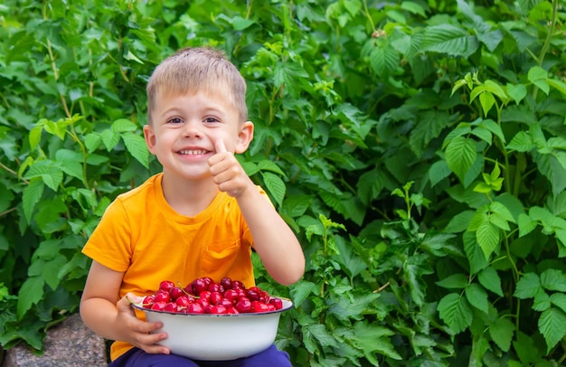 Il bambino tiene in mano una ciotola con le ciliegie appena raccolte