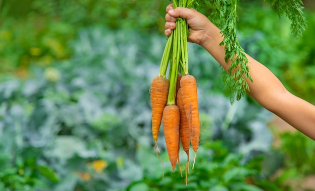 Il bambino tiene la carota tra le mani in giardino. Messa a fuoco selettiva. Natura.