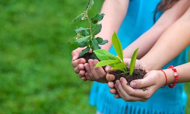 Il bambino tiene la pianta e il terreno nelle sue mani Messa a fuoco selettiva