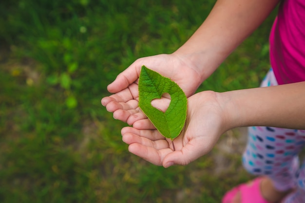 Il bambino tiene una foglia tra le mani, per proteggere la natura. Messa a fuoco selettiva. Ragazzo.