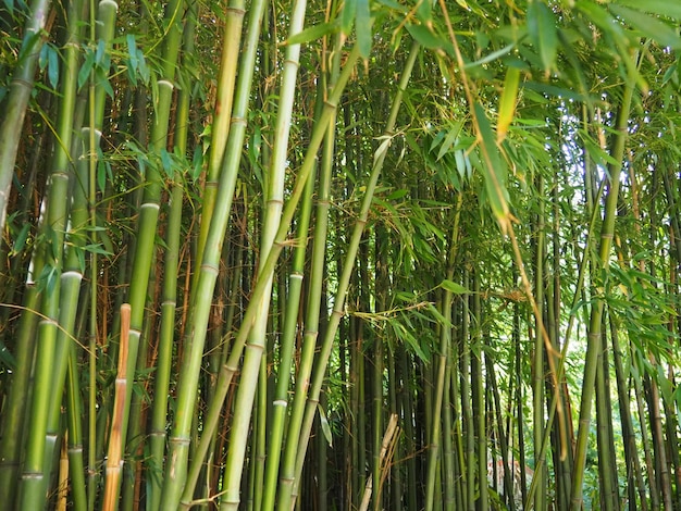 Il bambù Bambusa è un genere di sempreverdi perenni della famiglia Poaceae dei cereali della sottofamiglia Bambuseae Regioni tropicali e subtropicali dei tropici umidi dell'Asia Gambi legnosi di paglia di bambù