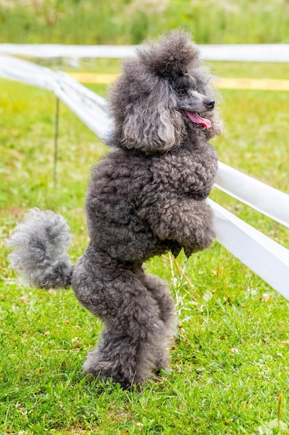 Il barboncino irsuto grigio sta sulle zampe posteriori nel parco durante un cane addestrato a camminare