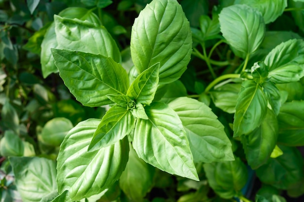 Il basilico verde cresce nel giardino. Erbe piccanti popolari.