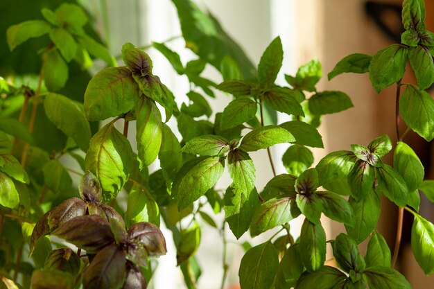 Il basilico verde fresco in vaso cresce in casa, sul balcone. Le foglie di basilico verde sono pronte per la cottura. Erbe fresche per cucinare pizza, insalate e altri cibi