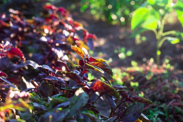 Il basilico viola nel giardino si sviluppa al sole