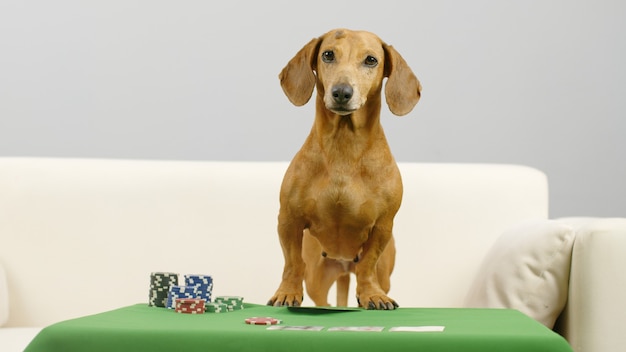 Il bassotto intelligente con la zampa sul tavolo verde che gioca a poker Cane giocatore d'azzardo