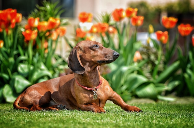 Il bassotto tedesco si trova sull'erba nel giardino