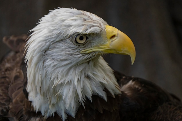 Il becco di un'aquila calva è giallo.