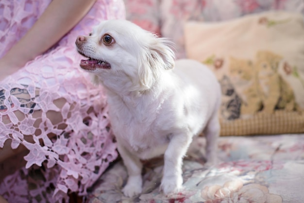Il beige chiaro è un simpatico cagnolino con le gambe corte sul divano di casa