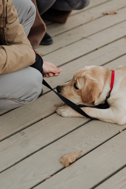 Il bel cane triste giace sul pavimento di legno ed è triste