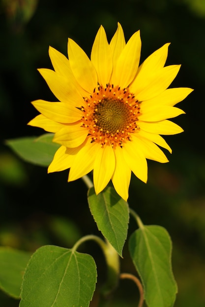 Il bel fiore del girasole cresce da vicino