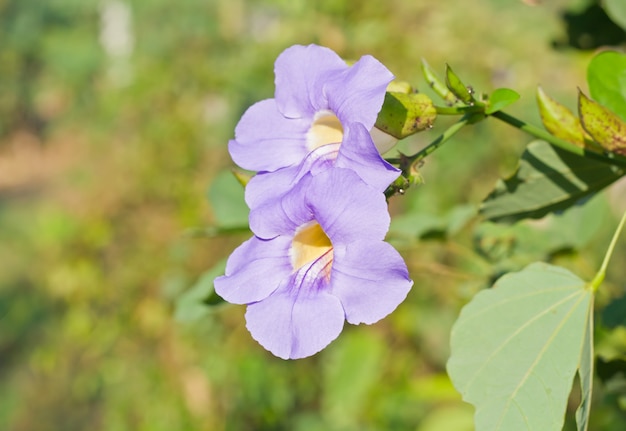 Il bel fiore di Acanthaceae.