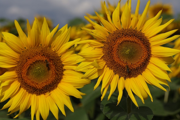 Il bel fiore di girasole giallo cresce in estate. Bellissimo paesaggio estivo.