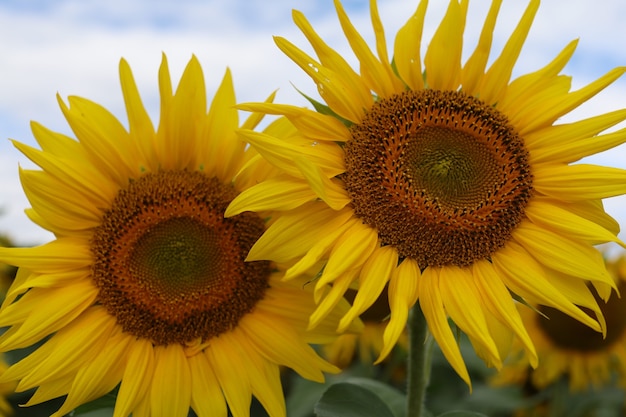 Il bel fiore di girasole giallo cresce in estate. Bellissimo paesaggio estivo.