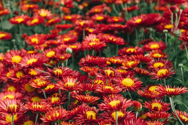 Il bel mazzo di fiore rosso della margherita nel giardino rappresenta la passione e l'innocenza.