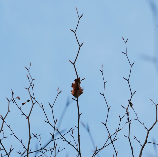 il bellissimo albero marrone lascia nella natura